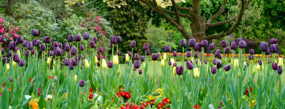 Birmingham - Cannon Hill Park