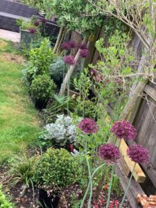 gardening - Helping me during the stress awareness month