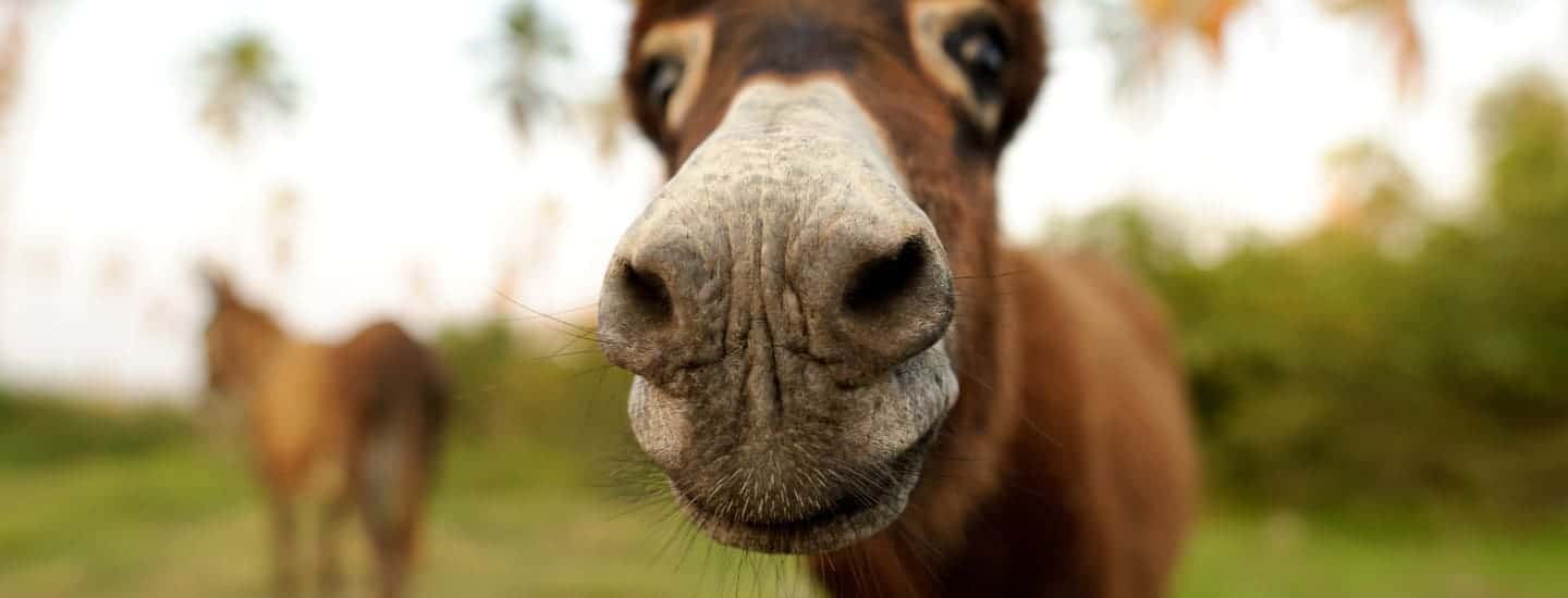 The Donkey Sanctuary.